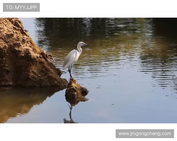厦门白鹭加时逆袭赣州赣星 全力拼搏胜利在望 厦门白鹭加时逆袭赣州赣星 全力拼搏胜利在望